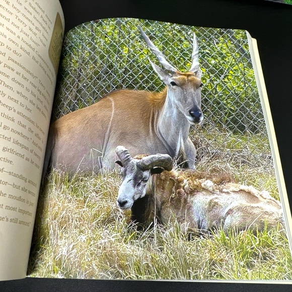 UNLIKELY FRIENDSHIPS BY JENNIFER S. HOLLAND 47 STORIES FROM THE ANIMAL KINGDOM - Picture 5 of 8